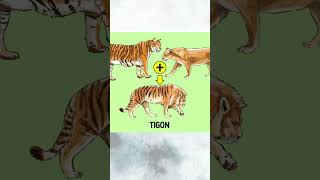 If cross a LION and a TIGER realstory animals [upl. by Weisler]