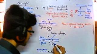 Guide RNA dependent RNA editing [upl. by Marko]