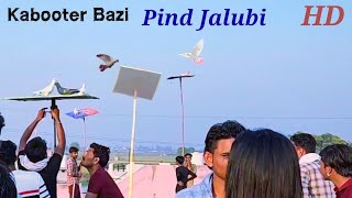 Kabooter Bazi Tournament Pind Jalubi  Haryana [upl. by Erasaec173]