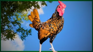 Gold Sebright Bantam Rooster Chicken Crowing [upl. by Nahn]