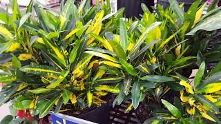 5 tips to take care of a Croton Plant  Donna Joshi [upl. by Gasser]