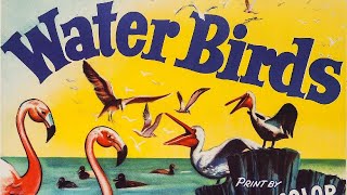 Water Birds 1952 Disney Nature Documentary Film  Review [upl. by Llerdna300]