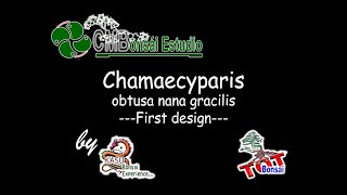 Chamaecyparis obtusa nana gracilis [upl. by Ettie883]