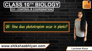 Q6 How does phototropism occur in plants [upl. by Noitna]