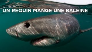 Un requin mange une baleine [upl. by Airda436]