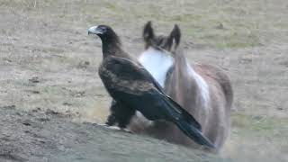 Wedge Tailed Eagle Meets Foal [upl. by Nodnarbal183]