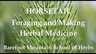 Horsetail  Identifying Foraging and Making Herbal Medicine [upl. by Llenreb910]