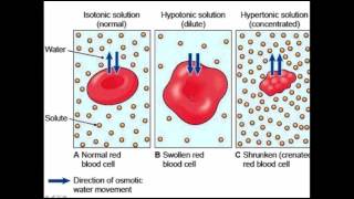 Micronutrient Deficienciesnutrition self reliance part 1 [upl. by Pall906]