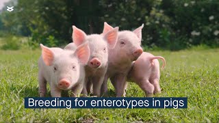 Host genetics influences the gut microbial community enterotypes in young pigs [upl. by Nollie]