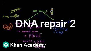 DNA repair 2  Biomolecules  MCAT  Khan Academy [upl. by Zysk]