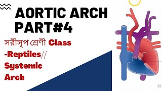 Aortic arch part4 Reptiles Aortic ArchVertebrates comparative Anatomy Bengali WBSSCBscMSc [upl. by Aiouqes]