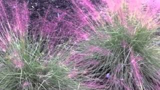 Muhlenbergia capillaris  Pink Muhly Grass [upl. by Ahsenid545]