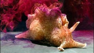 Facts The Sea Hare [upl. by Tara]