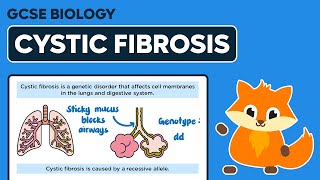 Inherited Disorders Cystic Fibrosis  GCSE Biology [upl. by Larimor]