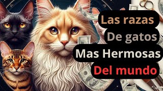 Las Razas de Gatos Más Bonitas y Curiosas del Mundo [upl. by Brody]