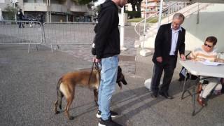 CONFIRMATION LOF MALINOIS ISKA [upl. by Aikehs]