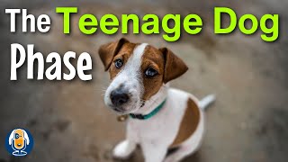 Understanding Your Adolescent Dog Teenage Hormones Emotions and Behavior [upl. by Lang773]