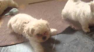 OFFICIAL Fuzzy Wuzzy Puppy Song 0 Fuzzy Wuzzy Puppies Shichon pups teddy bear Puppies [upl. by Lagas]