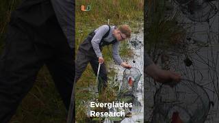 The Salamander Whisperer Not Your Normal 95 universityofmiami everglades salamander [upl. by Zuckerman86]