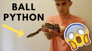 BOUGHT A BALL PYTHON [upl. by Honeywell]