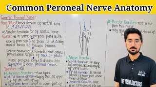 Common Peroneal Nerve  Origin Course amp Branches [upl. by Kcirted]