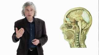 Steven Pinker Linguistics as a Window to Understanding the Brain  Big Think [upl. by Urbai]