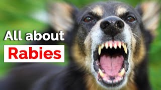 All about Rabies  Symptoms  रेबीज क्या है  Rabies in dogs  Rabies virus [upl. by Eiuqram536]