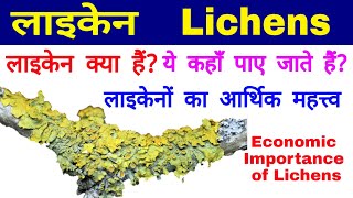 लाइकेन Lichens  लाइकेनों का आर्थिक महत्त्व Economic Importance of Lichens  Lichens Habitat [upl. by Anaes]