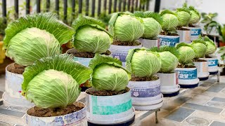 Increasing Cabbage Productivity With 7 Super Easy Planting Tips [upl. by Hanafee]