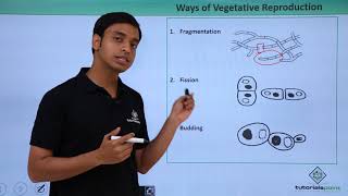 Class 11th – Fungi  Vegetative Reproduction  Biological Classification  Tutorials Point [upl. by Iow103]