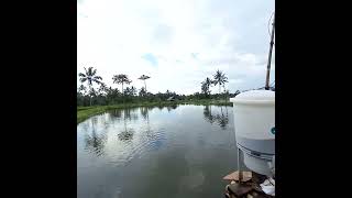 efishery Feeder Lombok [upl. by Ratha99]