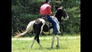 Handsome Jack Bombproof BEGINNER Safe Easy GAITED Trail Horse For Salewmv [upl. by Aikenahs]