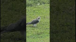 black shouldered kite eating baby monitor lizard [upl. by Nylesoj977]