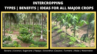 Intercropping Types  Benefits  Inter crop guide for major crops  2020 [upl. by Bussy862]