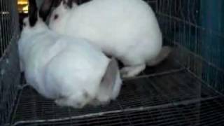 Successful Rabbit Breeding [upl. by Nylesoj]