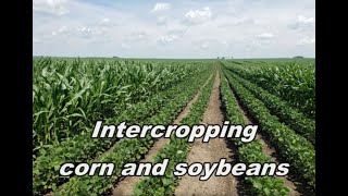 Intercropping corn amp beans 2021 [upl. by Dubois653]