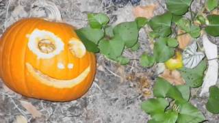 Decomposing JackOLantern in Compost Heap Timelapse [upl. by Ciaphus]