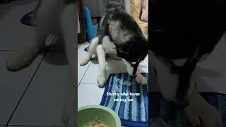 Husky who loves eating Ice music song lyrics husky huskies shorts [upl. by Endaira]