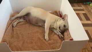 how to tell if your dog is pregnant French bulldog pregnancy journey week by week until labour [upl. by Loftis]