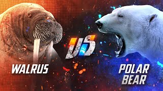 Can a Walrus Beat a Polar Bear in a Fight [upl. by Janine408]