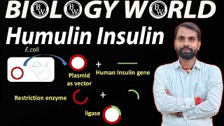 Humulin Insulin in Bio Tech Part1biologyworldsharmasir biology trending education khansir [upl. by Aiker113]