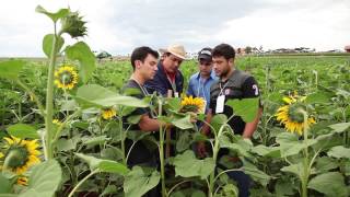 Agronomia Unicesumar  Profissão em Foco [upl. by Asta]