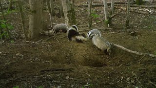 European badger routine life at the sett [upl. by Angel]