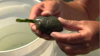 Sealife in Southwest Florida Estuaries  Sea Hare and Tunicate [upl. by Ataeb274]