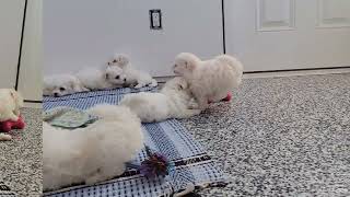 Cute Bichon Puppies Playing [upl. by Nileuqcaj]