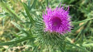 Speerdistel Cirsium vulgare  20170617 [upl. by Ddat683]