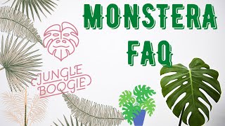 Monstera w domu jak dbać i podlewać czyli Monstera FAQ [upl. by Yecnuahc48]