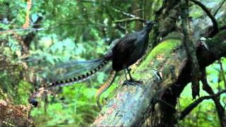 Lyrebird song  Stephen Powell Wildlife Artist [upl. by Enylodnewg]