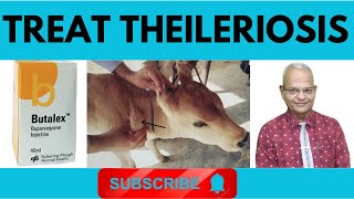 Theileriosis in cattle  theileriosis treatment in cattle theileriosis in cattle symptoms Dr Wajid [upl. by Wilmott]