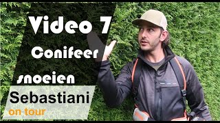 conifeer snoeien SEBASTIANI ON TOUR video 7 [upl. by Barren]